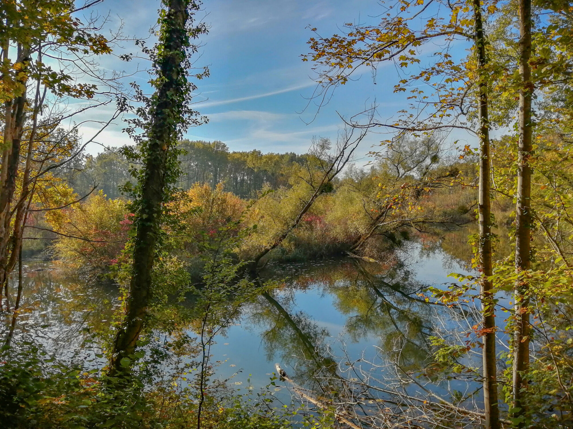 Foret du Ried