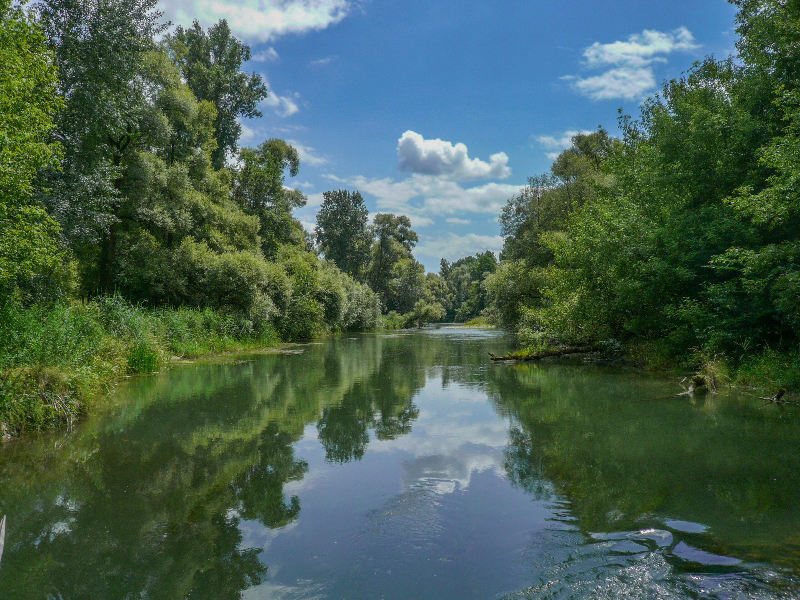 Foret du Ried(4)_1