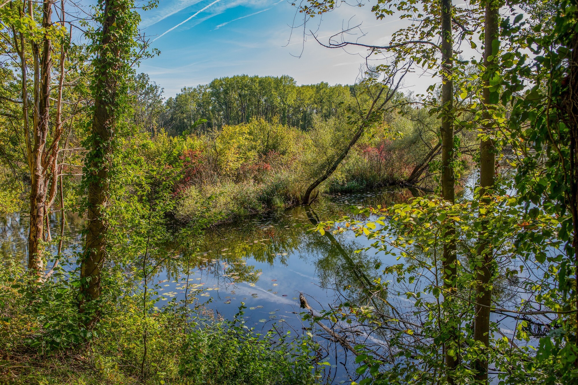 foret nature camping schoenau